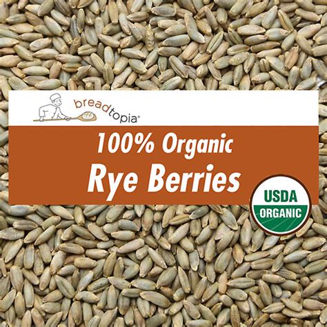 Organic Rye Berries | Breadtopia