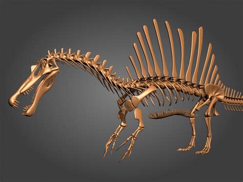 3d New Spinosaurus Skeleton Model