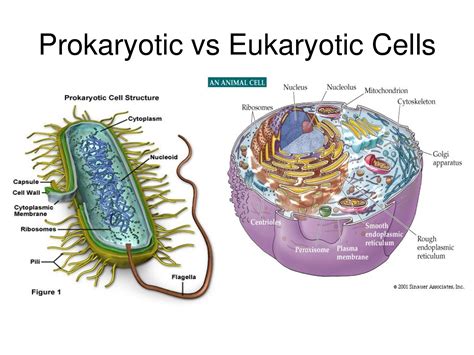 Differences between Prokaryotes and Eukaryotes. | biochemanics