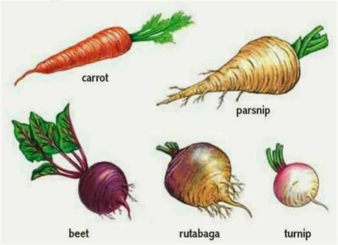 Fruits and Vegetables Vocabulary in English | Root vegetables, Fruits ...