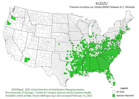 Kudzu – The Invasive Vine that Ate the South (or did it?) – Sticks & Stones