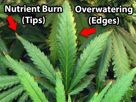 5 Surprising Signs of Overwatering | Grow Weed Easy