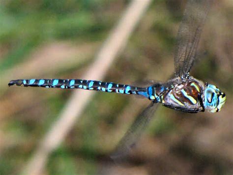 Types of Dragonflies for Dragonfly Identification - Green Nature