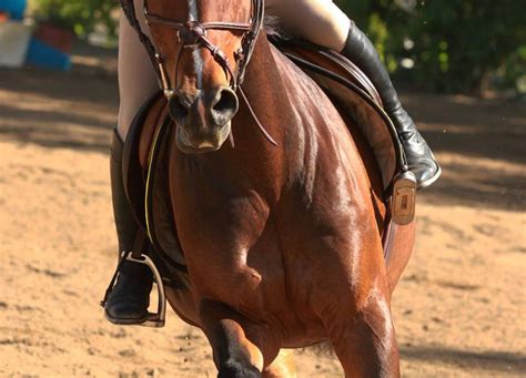 7 Reasons You Should Never EVER Change Your Stirrup Irons﻿