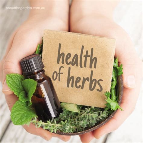 Herbs for healthy lifestyle – Natural Medicine – About The Garden Magazine