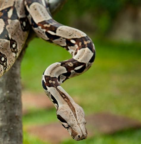 Snake constrictor - awesomefas