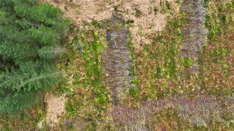 Plantation Woodland Aerial View Showing Deforestation and Planted ...