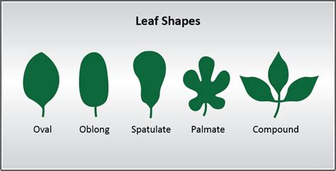 identifying plants - PlantWatch