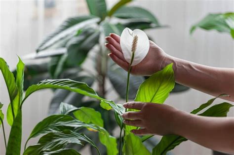 How to Fertilize Peace Lily Plants (Essential Guide) - Petal Republic