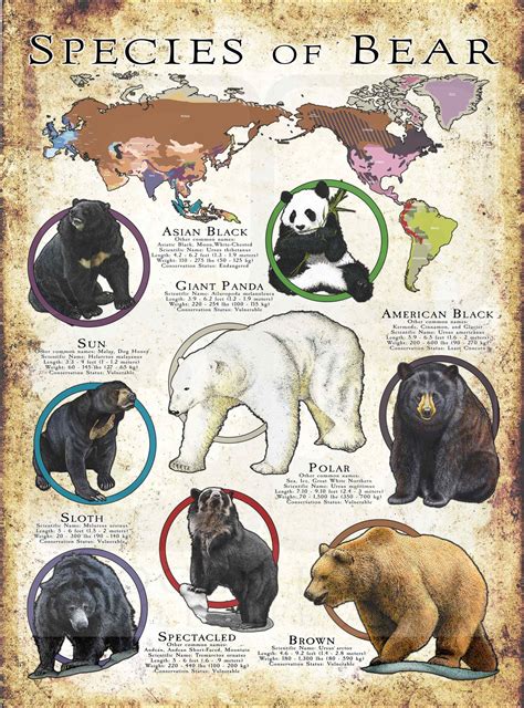 Bear Species Poster Print