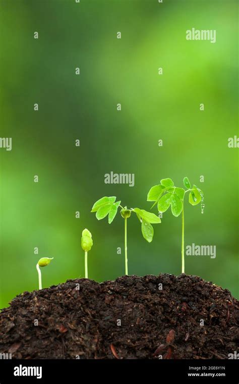 Cotyledon seed germination hi-res stock photography and images - Alamy