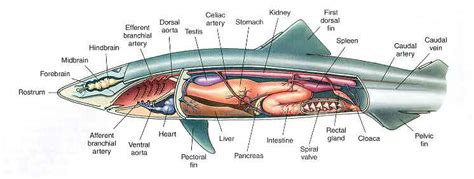 Shark Dissection Digestive System