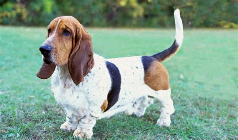 Teacup Basset Hound Full Grown