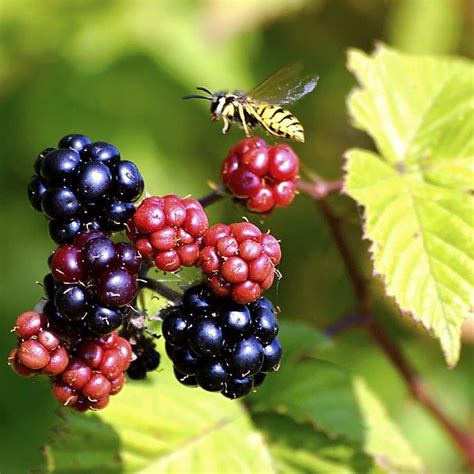 Aronia Berry - Food Forest Nursery