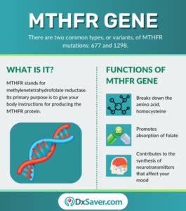 MTHFR Gene Test: Mutations, Symptoms, Diagnosis and Test Cost – DxSaver.com