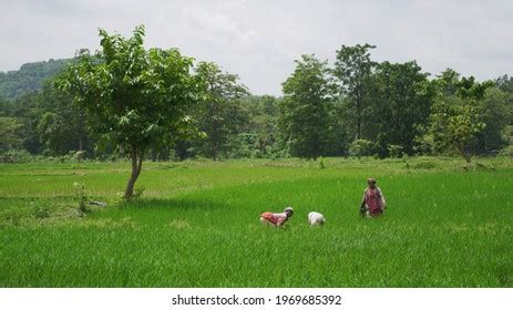 87 Women Indian Farmer Bihar Images, Stock Photos & Vectors | Shutterstock