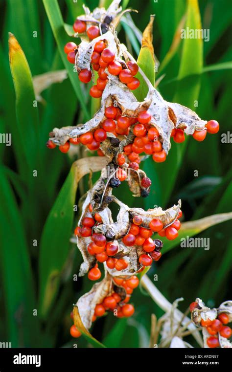 Iris foetidissima seeds stinking iris Stock Photo - Alamy