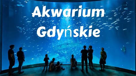 Akwarium Gdyńskie | Oceanarium w Gdyni | Poland Travel Vlog - YouTube