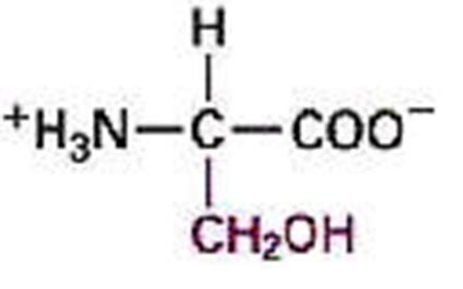 Bio Gallery: Serine Structure