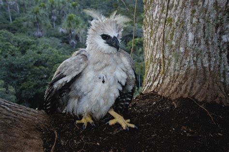 Harpy Eagle Harpia Harpyja Recently Photograph by Pete Oxford - Fine ...