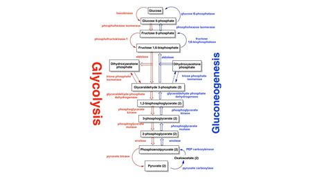 Is gluconeogenesis, glycolysis in reverse?