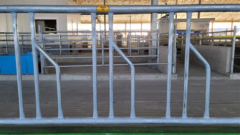 Cow Stanchions for Dairy Farms | Mid Valley Manufacturing