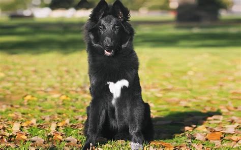 Methods to Train Belgian Sheepdog - Strategies and Techniques for Easy Training of Pets