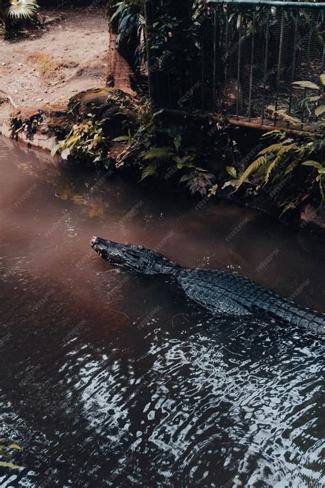 Premium Photo | Closeup of a formidable saltwater crocodile apex ...