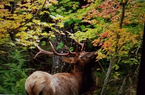 Mount Rainier National Park, National Parks, Animals, Animales, Animaux, Animal, Animais