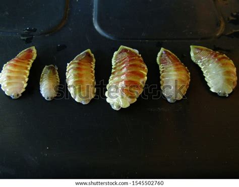 Isopod Tongueeating Parasite Called Cymothoa Exigua Stock Photo ...