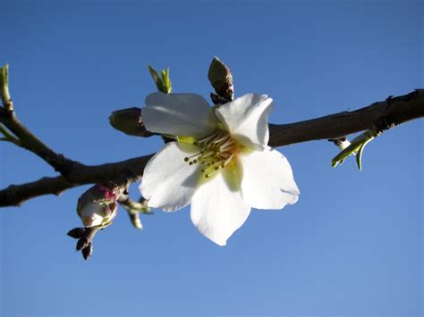 almond- tree's flower 2 Free Photo Download | FreeImages