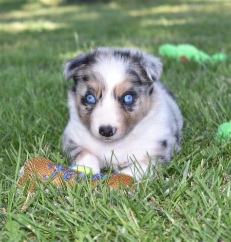 29+ Border Collie Puppies Blue Eyes Image - Bleumoonproductions