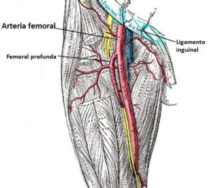 Arteria femoral (anatomia, origen, ramas, suministro, importancia clínica)