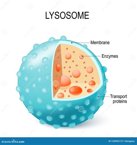 Anatomy of the Lysosome: Hydrolytic Enzymes, Membrane and Transport ...