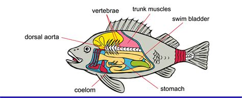 What Is the Function of The Swim Bladder? With Infographic | Hepper