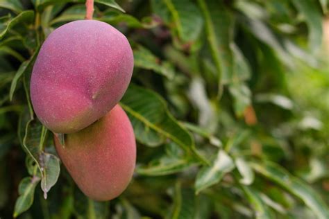 ÁRBOL DEL MANGO , CUIDADOS PARA SU CULTIVO