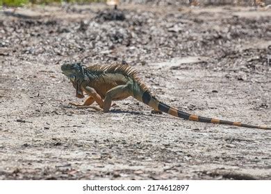 856 Running Iguana Images, Stock Photos & Vectors | Shutterstock