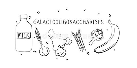 Galactooligosaccharides-containing Food. Groups of Healthy Products Containing Vitamins and ...