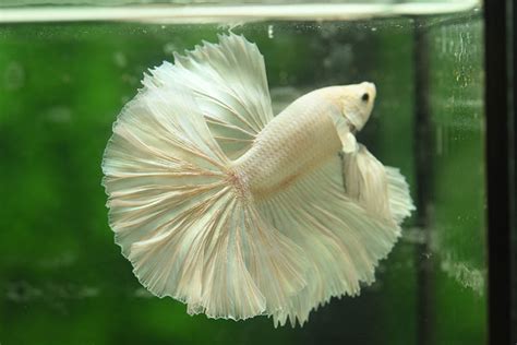 Betta Fish Ich: Causes, Signs, Treatment & Prevention (Vet Answer) | Hepper