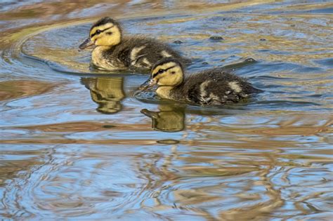 Mallard Ducklings photo - hayl photos at pbase.com