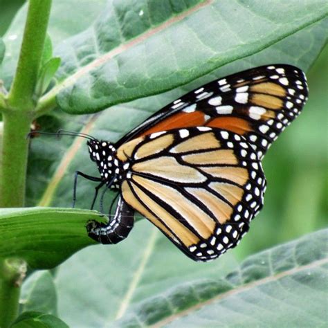 The Life Cycle of Milkweed | Milkweed seeds, Milkweed plant, Milkweed