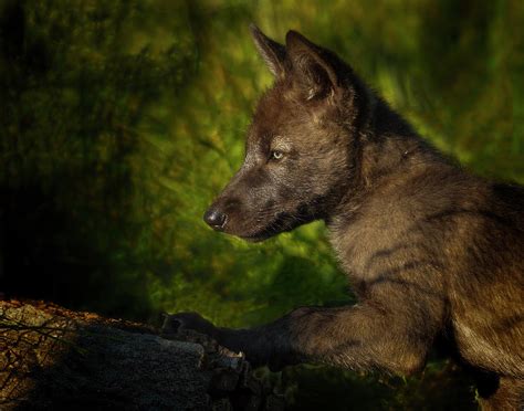 Black Wolf Pup Photograph by Galloimages Online - Fine Art America