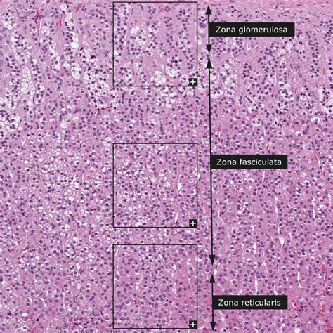 Zona Glomerulosa Histology