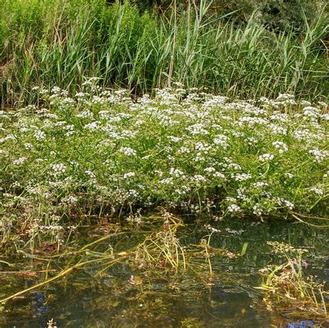 River Water-dropwort on the River Yare | Norfolk Flora Group