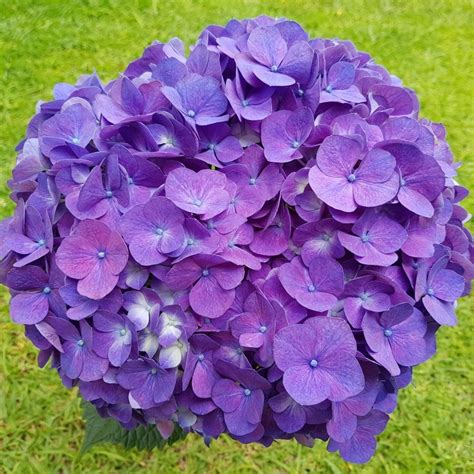 28 Purple Hydrangeas - Premium