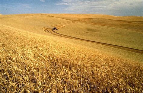 File:Wheat harvest.jpg - Wikipedia