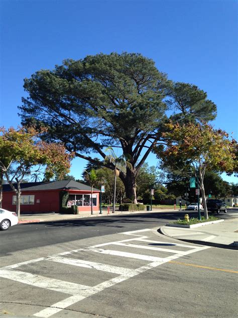 THE WORLD'S LARGEST TORREY PINE: The Tree to End All Trees - California Curiosities