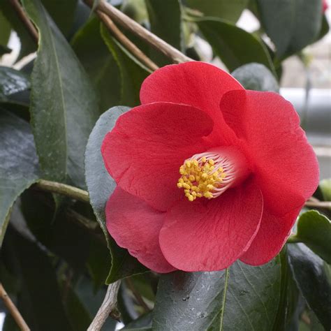 Flower Photos: Japanese Camellia