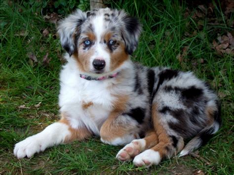 Australian Shepherd - Puppies, Breeders, Price, Facts, Pictures, Shedding | Animals Breeds