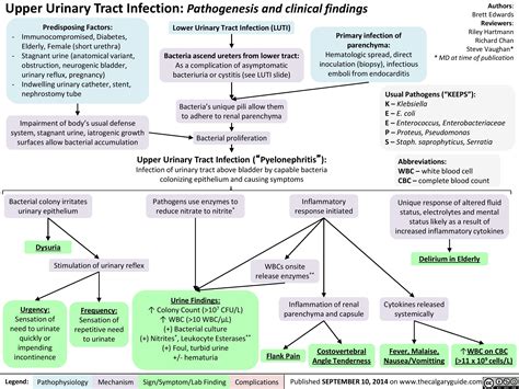 Upper Urinary Tract infection (UUTI): Pathogenesis and Clinical ...